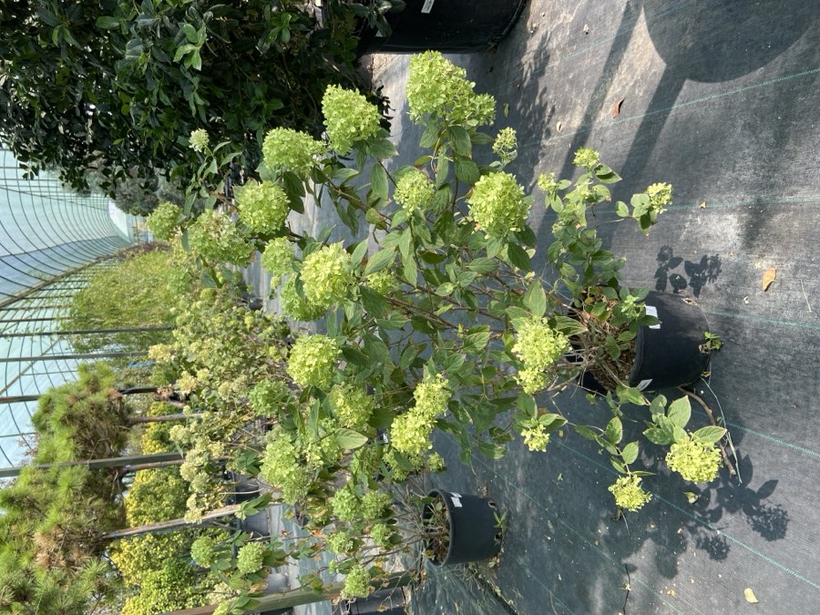 Gartenziya Buta