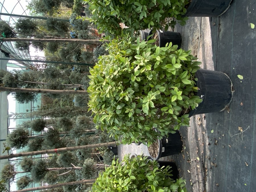 Ligistrum Globus Katta