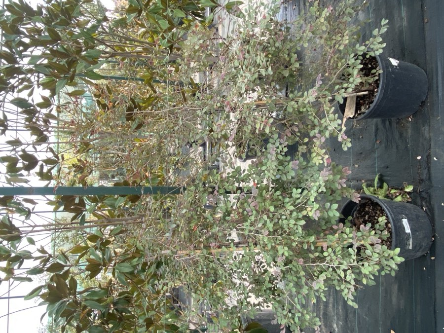 Loropetalum Bonsay