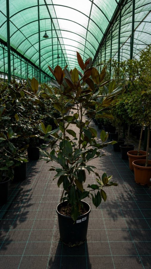 Magnoliya Gr Kichik