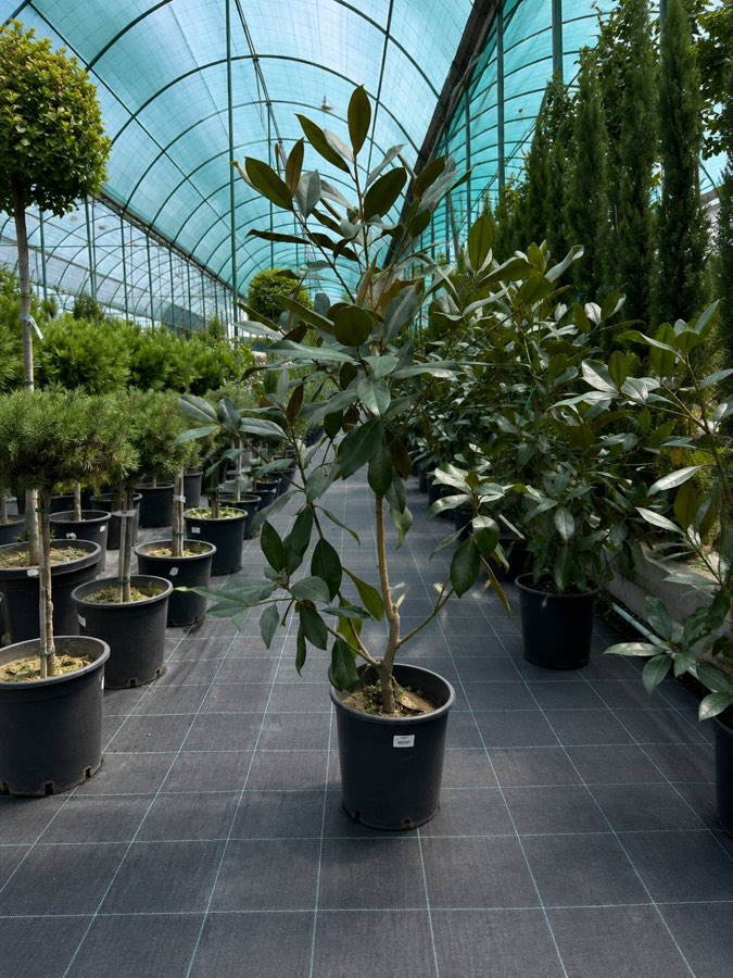 Magnoliya Grandi Kichik