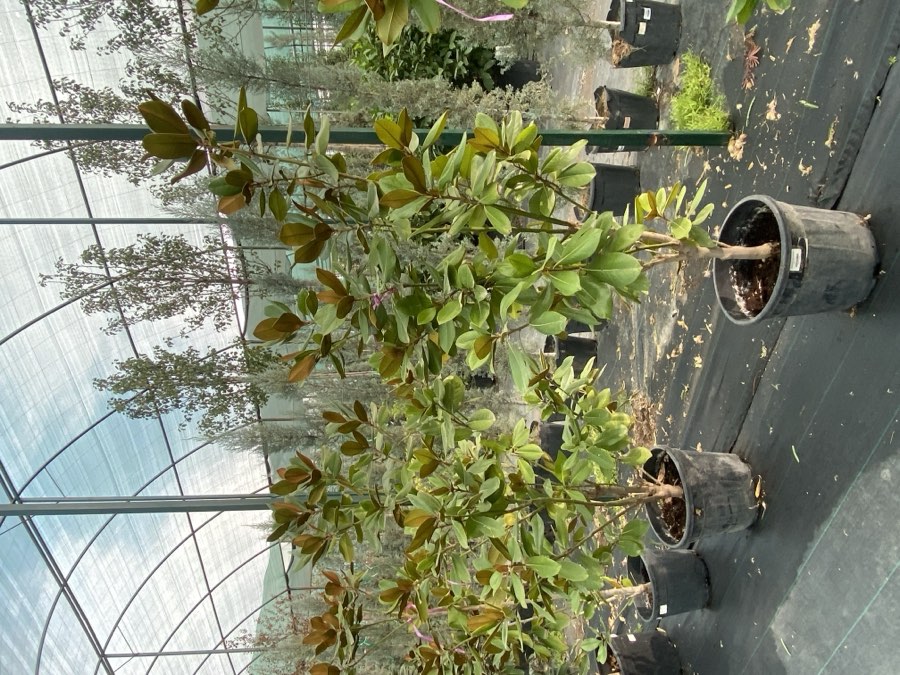 Magnoliya Grandi Kichik