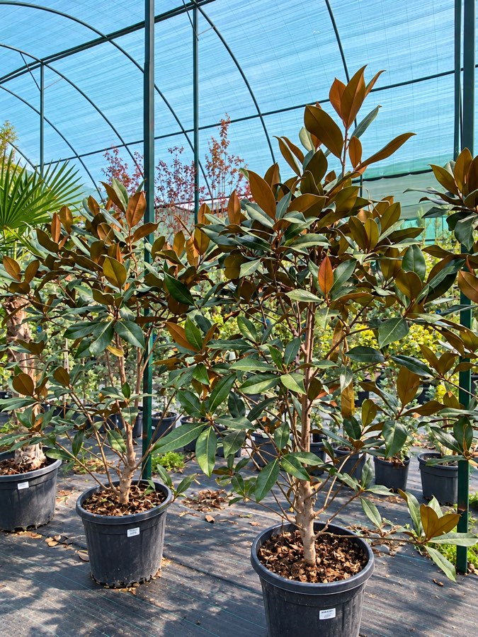 Magnoliya Grandi Sr