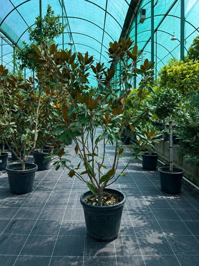 Magnoliya Litl Sr
