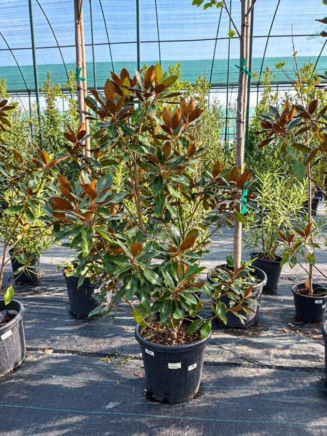 Magnoliya Litl Sr