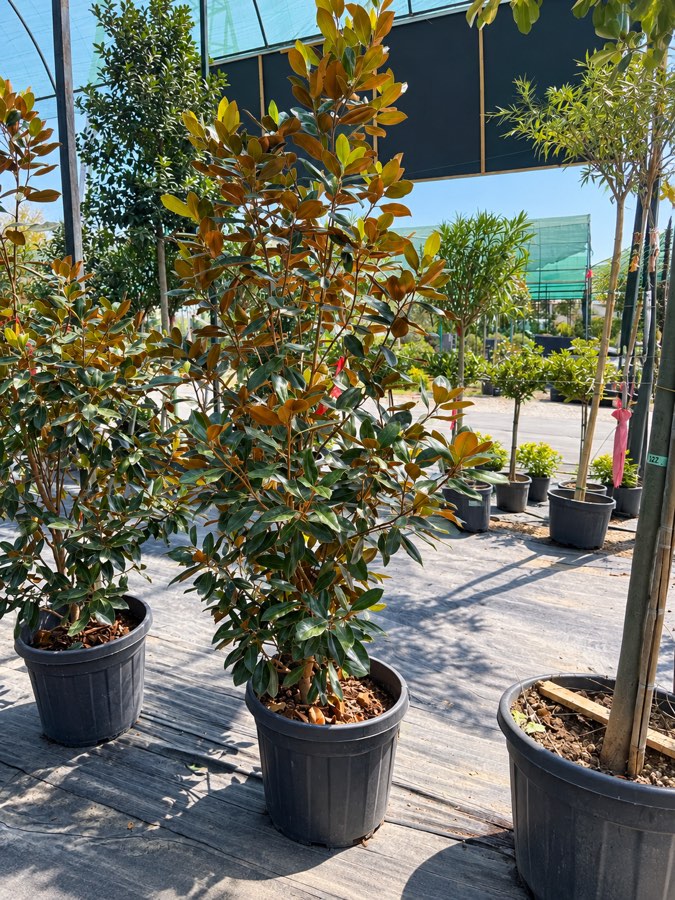 MAGNOLIYa LITL SR
