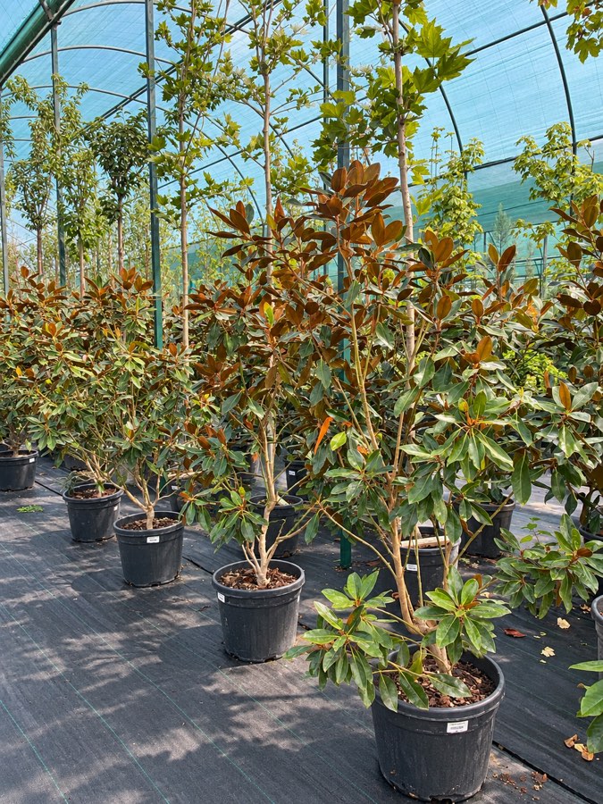 Magnoliya Litl Jem Sr