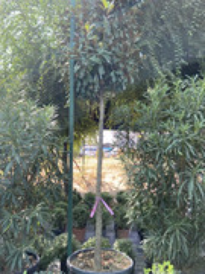 Magnoliya sht Katta