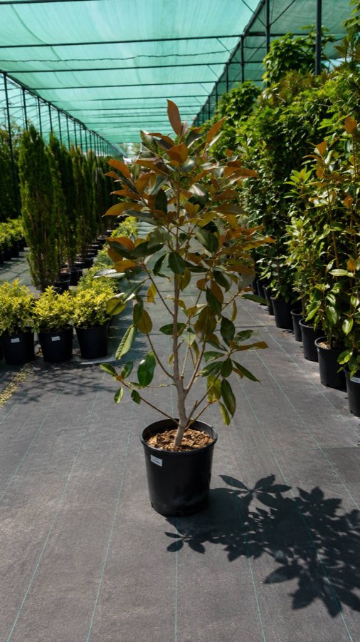 Magnoliya