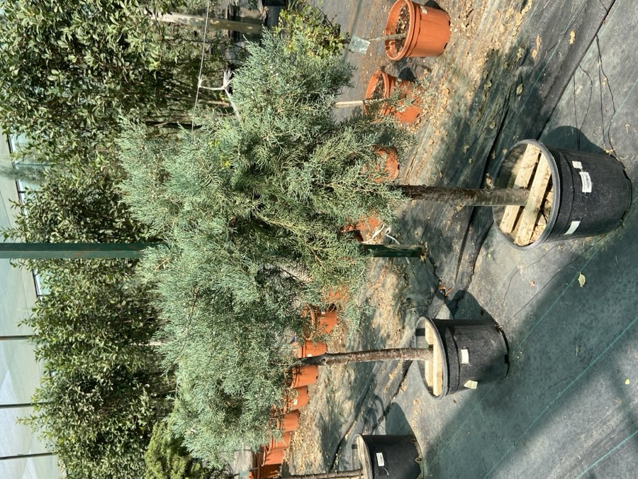 Majevelnik Shtamb