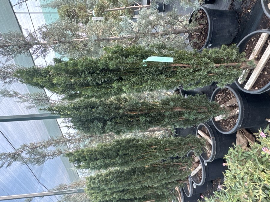 Tis